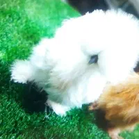 مرغ خروس وجوجه ابریشمی تخمگذار برهما نژاد خالص اصل