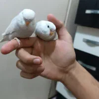 یک جفت جوجه مرغ عشق انگلیسی دستی