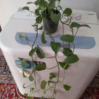 گل های پیچک سبز  بزرگ فروشین