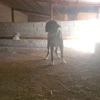 سگ سرابی|سگ|آبیک, |دیوار