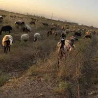 میش شال|حیوانات مزرعه|قزوین, |دیوار