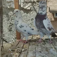 کبوتر پرشی|پرنده|اصفهان, ملک‌شهر|دیوار