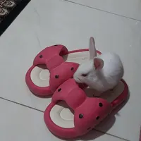 خرگوش
