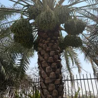 خریدار عمده انواع خرما