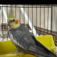 عروس هلندی سالم سلامت خوش صدا