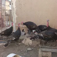 بوقلمون محلی حراج