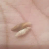 انگشتر نقره سنگ قیمتی و النگو و وسیایل قیمتی