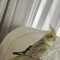 عروس هلندی ماده با سه تا جوجه ۵ ماهه