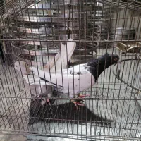 یک جفت کله|حیوانات|مشهد, باغون آباد|دیوار