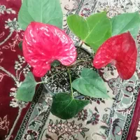 گل طبیعی فروشی