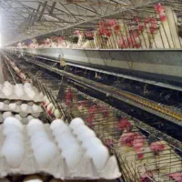 نگهبان شیفت شب