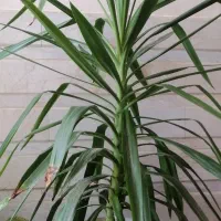 گل زیبا|گل و گیاه طبیعی|نجفآباد, مزرعه طالب|دیوار