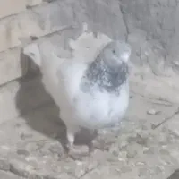 کبوتر پرشی 1روز پرش|پرنده|خرمشهر, |دیوار