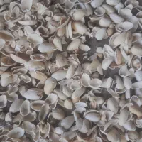 خرید پوست وخاکه