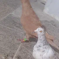 زرد ماده|پرنده|قزوین, |دیوار