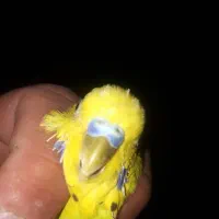 مرغ عشق کاشانی بالغ