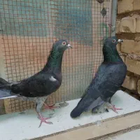 کبوتر چاپی و زاغ|پرنده|اهواز, گلستان|دیوار