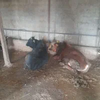 ۱۰ عدد گاو گوساله نر کردی و دورگ|حیوانات مزرعه|رستمآباد, |دیوار