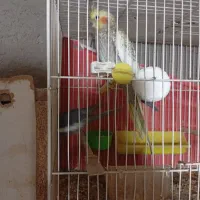 جفت جوجه عروس|پرنده|زابل, |دیوار