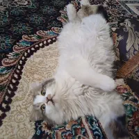 قیمت 8میلیون  تمان