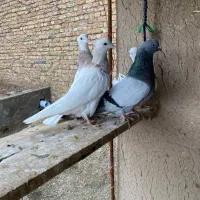 کبوتر طوقی خالدار طوقی سبز و سبز تهرانی قطعه دار