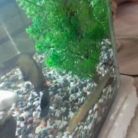 ماهی با اکواریم|ماهی|مشکین‌دشت, |دیوار