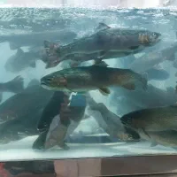 فروش ماهی قزل آلا زنده با آب چشمه فروش در کرمان