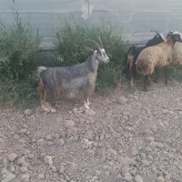 دوراس بز عشقی