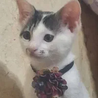 واگذاری تِدی خانم