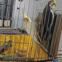 جوجه|پرنده|گوآور, |دیوار