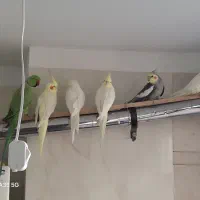 عروس هلندی