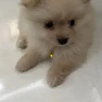 سگ پامر|سگ|کرمانشاه, |دیوار