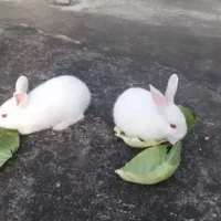 خرگوش|موش و خرگوش|سنندج, |دیوار