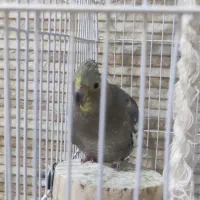 عروس هلندی|پرنده|نوشهر, |دیوار