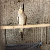 عروس هلندی ماده تخم گذار