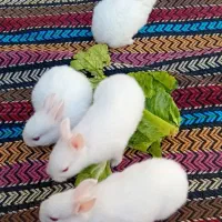 بچه خرگوش بامزه