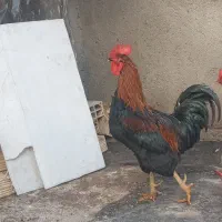 خروس‌خانگی‌جوان