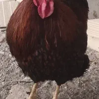 خروس ویاندوت