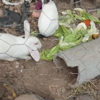 خرگوش فروشی