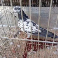 کفتر بالغ