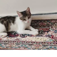 گربه|گربه|اردبیل, |دیوار