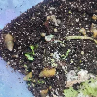 حلزون|خزنده|بیرجند, |دیوار