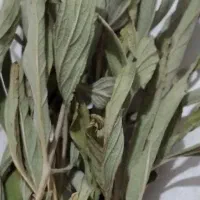 گیاهان دارویی ارگانیک محلی به صورت کلی و جزیی|آرایشی، بهداشتی، درمانی|اسدآباد, |دیوار
