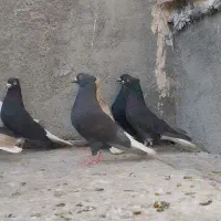دم سفید