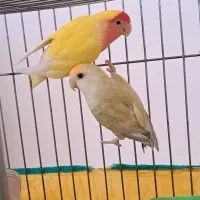 طوطی برزیلی|پرنده|بهار, |دیوار