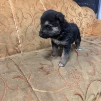 واگذاری ژرمن اصیل|سگ|تبریز, |دیوار