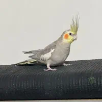عروس هلندی نر آواز خون