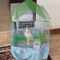 قفس عروس هلندی و مرغ عشق|لوازم جانبی حیوانات|صوفیان, |دیوار