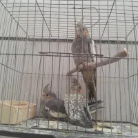 عروس هلندی|پرنده|قزوین, |دیوار