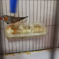 فنچ زیبا سالم|پرنده|تهران, فردوس|دیوار